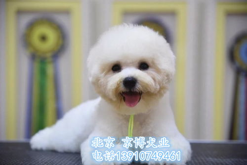 精品比熊犬 雙血統(tǒng)法系卷毛，健康保障簽協(xié)議