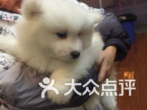 成都雙楠寵物服務(wù) 關(guān)愛寵物，呵護家庭伙伴