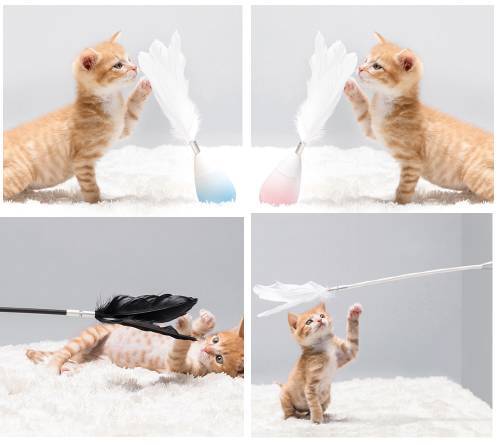 寵物用品品牌pidan完成數(shù)千萬元A輪融資，加速寵物服務(wù)生態(tài)布局